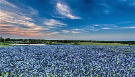 Blue sky texas - Big Blue Sky Farm, Killeen, Texas. 874 likes · 5 talking about this · 4 were here. We area Family Owned and Operated farm located in Killeen, TX.